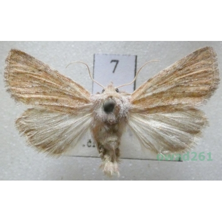 Photedes fluxa (Hübner, 1809) Czech7